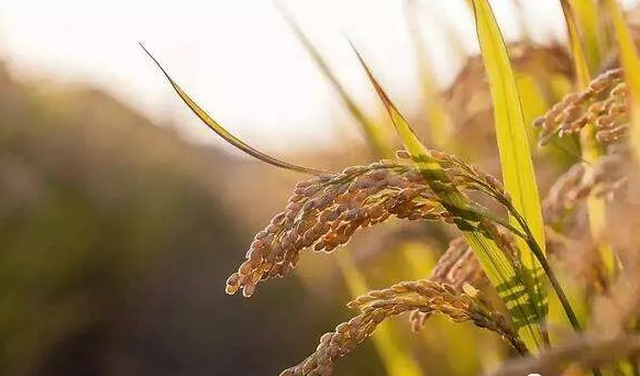 遠紅外烘榦技術在水(shui)稻良種上的應用